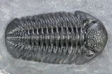 Pair Of Very Nice Pedinopariops Trilobites - Mrakib, Morocco #341082-2